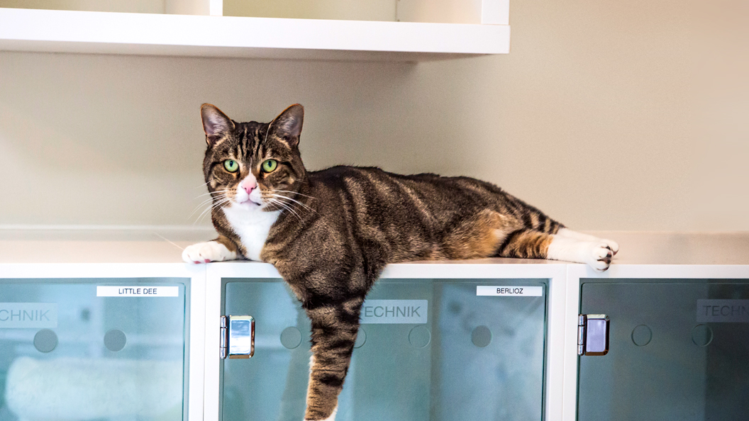 Inside the Pet Food Factory